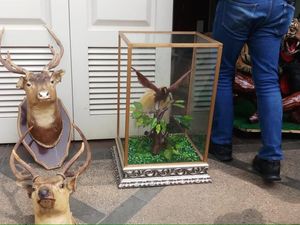 Polisi Ungkap Asal-usul Hewan Offset Koleksi Pemobil Koboi Lamborghini