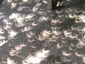 Viral Bayangan Aneh di Sumut Saat Gerhana Matahari Cincin, Ini Faktanya