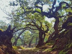 Apa Itu Cagar Alam? Ini Pengertian, Manfaat, Karakteristik dan Contohnya