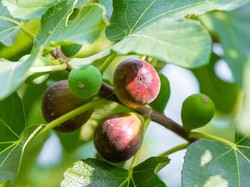 Petani Muda Ini Keruk Untung Puluhan Juta dari Buah Surga