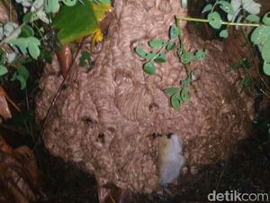 Sarang Tawon Vespa Ukuran 1 Meter Dievakuasi dari Semak di Klaten Sarang Tawon Vespa Ukuran 1 Meter Dievakuasi dari Semak di Klaten