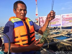 Permintaan Pengusaha soal Ekspor Benih Lobster Disetop Lagi