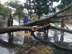 Hujan Deras di Bandung, Pohon Tumbang Tutup Jalan Cipamokolan