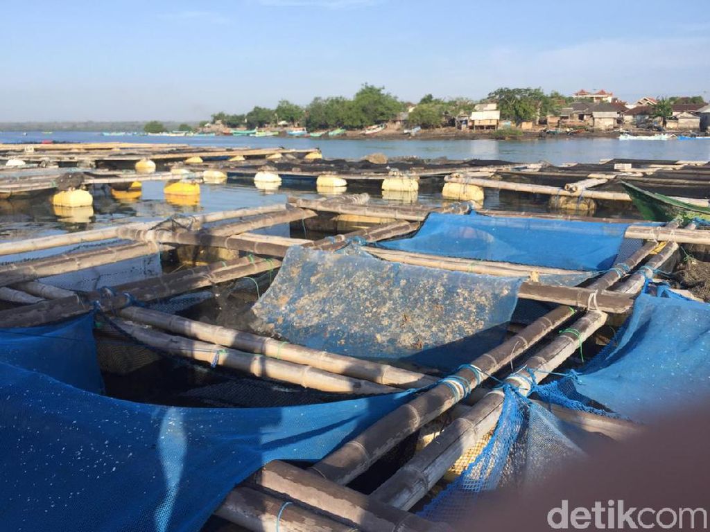 Kena Deh! Kapal Hantu Gagal Selundupkan 158.800 Benih Lobster Kena Deh! Kapal Hantu Gagal Selundupkan 158.800 Benih Lobster