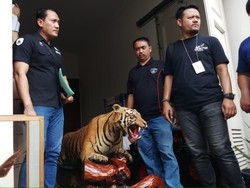 Pemobil Koboi Lamborghini Ternyata Punya Koleksi Hewan Offset Juga