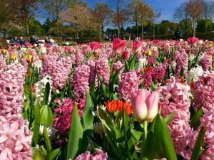 Yuk, Intip Warna-warni Bunga Keukenhof yang Ikonik