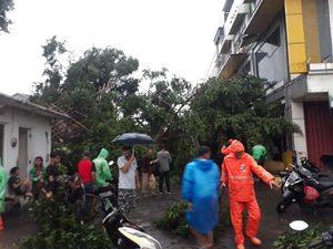 Pohon Tumbang di Pasar Minggu Jaksel, 2 Mobil dan 5 Motor Rusak