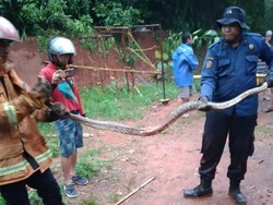 Ular Sanca Batik 2 Meter Ditangkap di Perumahan Warga Bogor