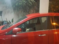 Terjebak di Mobil, Kucing Oyen Curi Perhatian Pakai Lampu Hazard