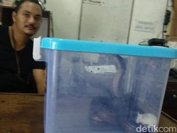 Damkar Klaten Tangani 254 Laporan Gangguan Kobra-Tawon di Tahun 2019