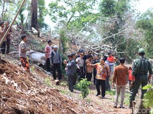 Pembalak Liar Intai Pohon Usia Ratusan Tahun di Pangandaran Pembalak Liar Intai Pohon Usia Ratusan Tahun di Pangandaran