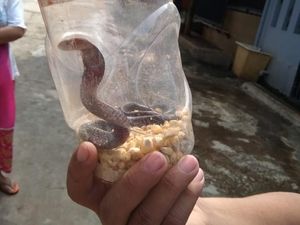Warga Perumahan di Bojong Gede Temukan 4 Ular Selama 2 Minggu
