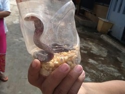 Warga Perumahan di Bojong Gede Temukan 4 Ular Selama 2 Minggu