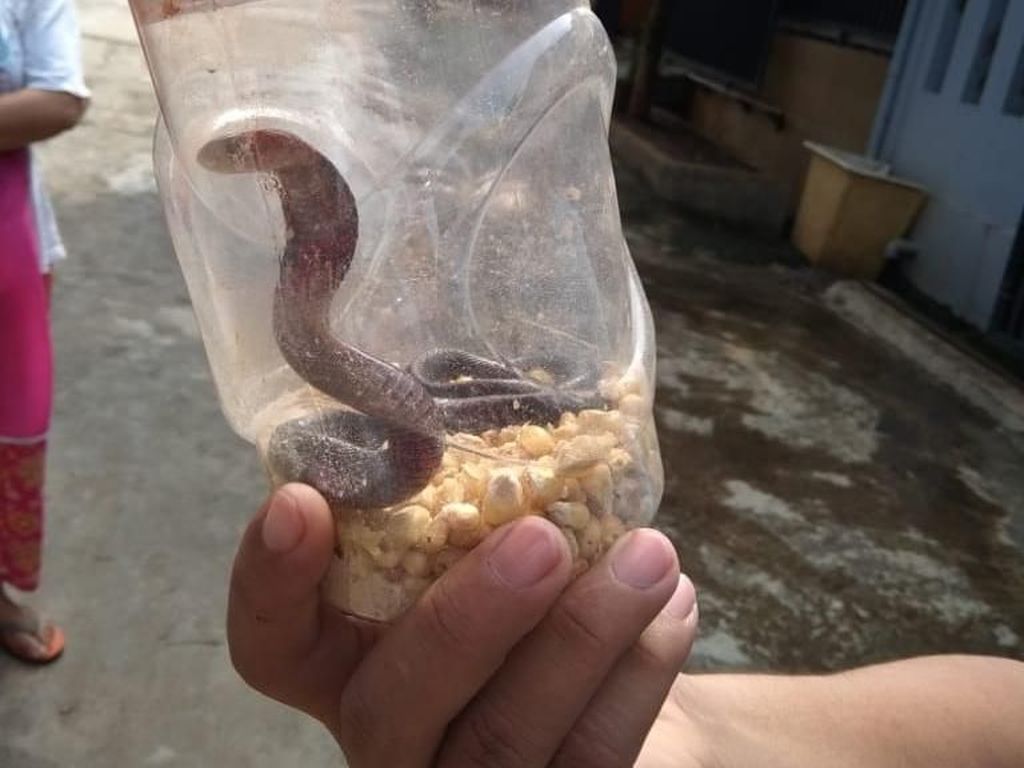 Warga Perumahan di Bojong Gede Temukan 4 Ular Selama 2 Minggu Warga Perumahan di Bojong Gede Temukan 4 Ular Selama 2 Minggu