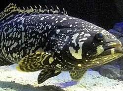 Ini 5 Jenis Ikan yang Cocok untuk Pesta BBQ Akhir Tahun