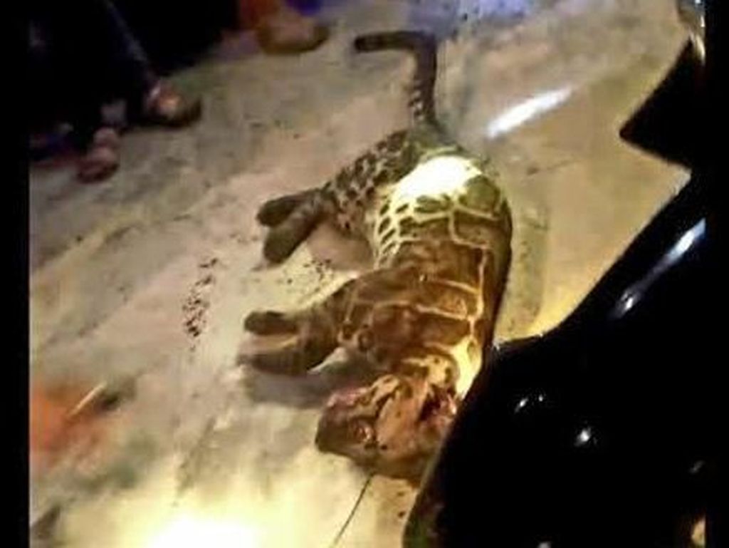 Duh, Macan Dahan Mati Ditembak Warga di Jambi Duh, Macan Dahan Mati Ditembak Warga di Jambi