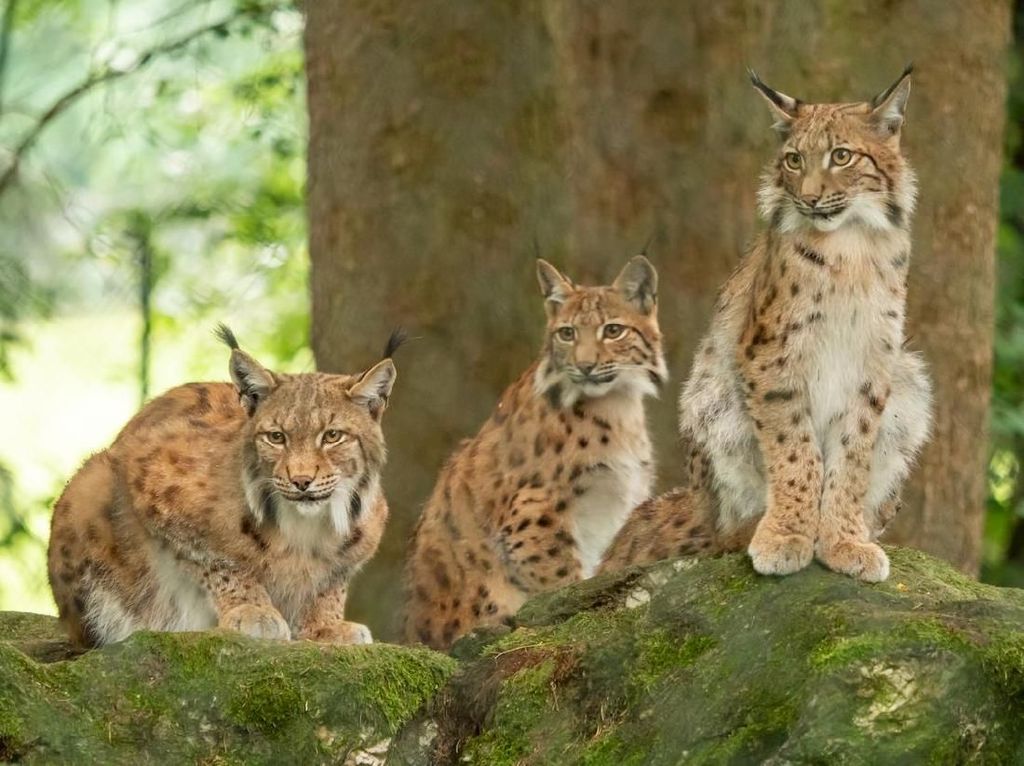8 Fakta Kucing Lynx yang Nyaris Punah: Kuping Berjumbai-Bisa Jalan di Salju