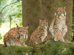 8 Fakta Kucing Lynx yang Nyaris Punah: Kuping Berjumbai-Bisa Jalan di Salju 8 Fakta Kucing Lynx yang Nyaris Punah: Kuping Berjumbai-Bisa Jalan di Salju