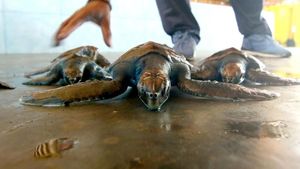 Unik! Ada Klinik Penyu di Banyuwangi