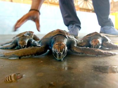 Unik! Ada Klinik Penyu di Banyuwangi