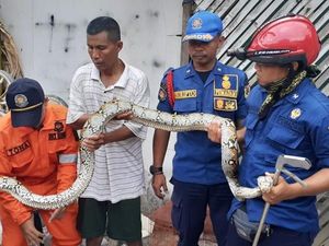 Sanca Kembang 3 Meter Ditemukan di Kampung Kalimati Jakbar