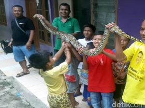 Ini Ular Sanca Sepanjang 3 Meter yang Lahap 5 Ayam Warga