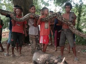 Penampakan Ular Piton 7 Meter yang Muntahkan Babi Hutan