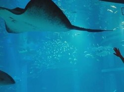 Foto: Akuarium Terbaik di Jepang