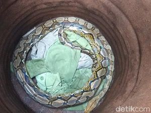 Mak Tratap! Ular 2,5 Meter Nyebrang Jalan di Magelang