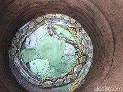 Mak Tratap! Ular 2,5 Meter Nyebrang Jalan di Magelang