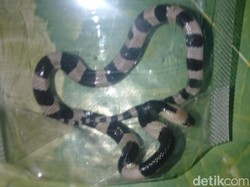 Warga Tangkap Ular Kobra dan Weling yang Teror Rumah-Pabrik Bandung