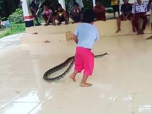 Viral, Anak-anak di Labuhanbatu Asyik Bermain dengan Ular Piton