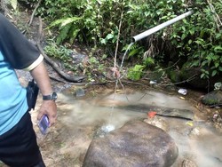 Kronologi Sulis Tewas Diterkam Harimau di Muara Enim Saat Mandi