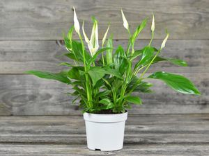 7 Tanaman Hias Indoor yang Cantik dan Mudah Dirawat