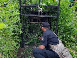 Plt Bupati Muaraenim Minta Harimau Ditangkap Hidup atau Mati, Ini Kata BKSDA