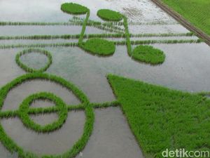 Keren! Hamparan Sawah di Gorontalo Berbentuk Not Balok Musik