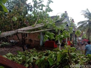 Diterjang Angin Kencang, Enam Rumah dan Satu Sekolah Rusak Tertimpa Pohon