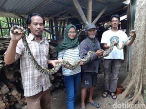 Ular Sanca 3 Meter Mangsa Puluhan Marmut di Ciamis