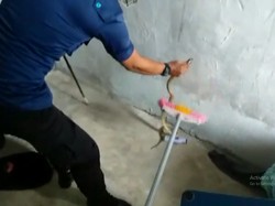 Aksi Damkar Kota Jambi Evakuasi Kobra di Rumah Warga