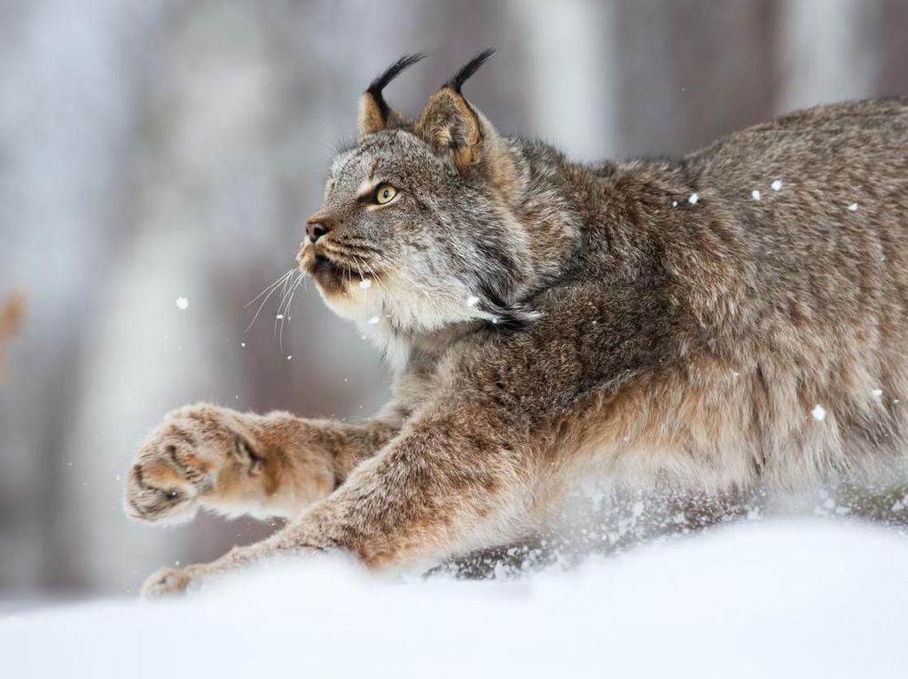 Swedia Dikecam Dunia, Bunuh Kucing Lynx yang Hampir Punah