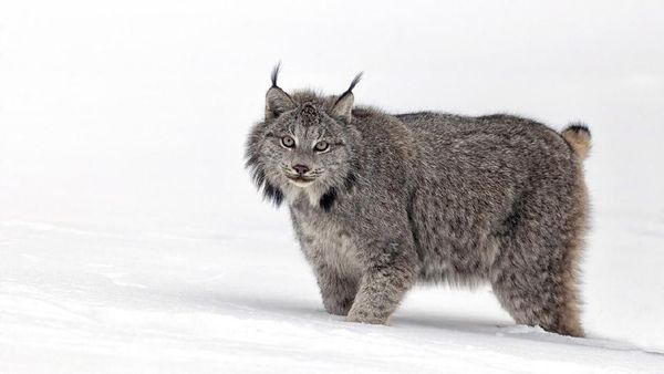 Foto: Kucing Berjenggot yang Galak