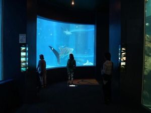 Melihat Ratusan Hewan Laut di Kaiyukan Aquarium Osaka Melihat Ratusan Hewan Laut di Kaiyukan Aquarium Osaka