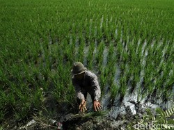 Jokowi Mau Cetak Sawah Baru, Pengamat: Tidak Menjawab Persoalan