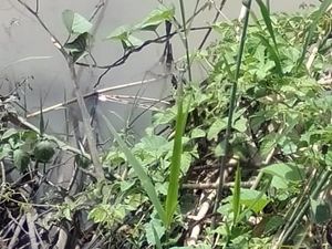 Buaya yang Muncul di Sungai Wedoro Sidoarjo Tertangkap Buaya yang Muncul di Sungai Wedoro Sidoarjo Tertangkap