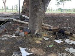 Ini Penyebab Munculnya Ulat Daun yang Teror Warga Perumahan di Probolinggo