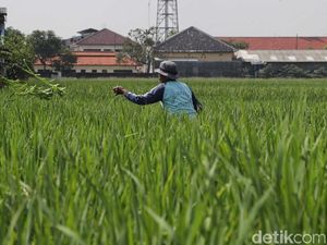 RI Bakal Kembali Gelar Forum Pertanian dan Pangan Internasional