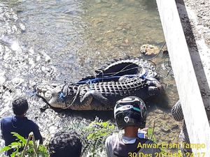 Buaya Besar Ditangkap di Muna Sultra, Dievakuasi ke Kantor Polisi Buaya Besar Ditangkap di Muna Sultra, Dievakuasi ke Kantor Polisi