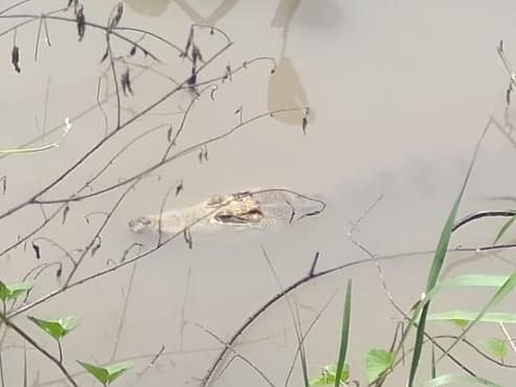 Bagaimana Nasib Buaya yang Ditangkap Warga Sidoarjo dari Sungai? Bagaimana Nasib Buaya yang Ditangkap Warga Sidoarjo dari Sungai?