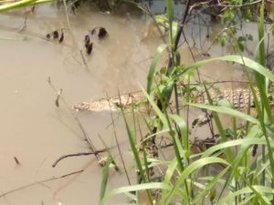 Ada Penampakan Buaya, Warga Sidoarjo Berbondong-bondong ke Sungai Ada Penampakan Buaya, Warga Sidoarjo Berbondong-bondong ke Sungai