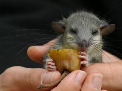 5 Kisah Pencicip Makanan Paling Fenomenal Sepanjang Sejarah